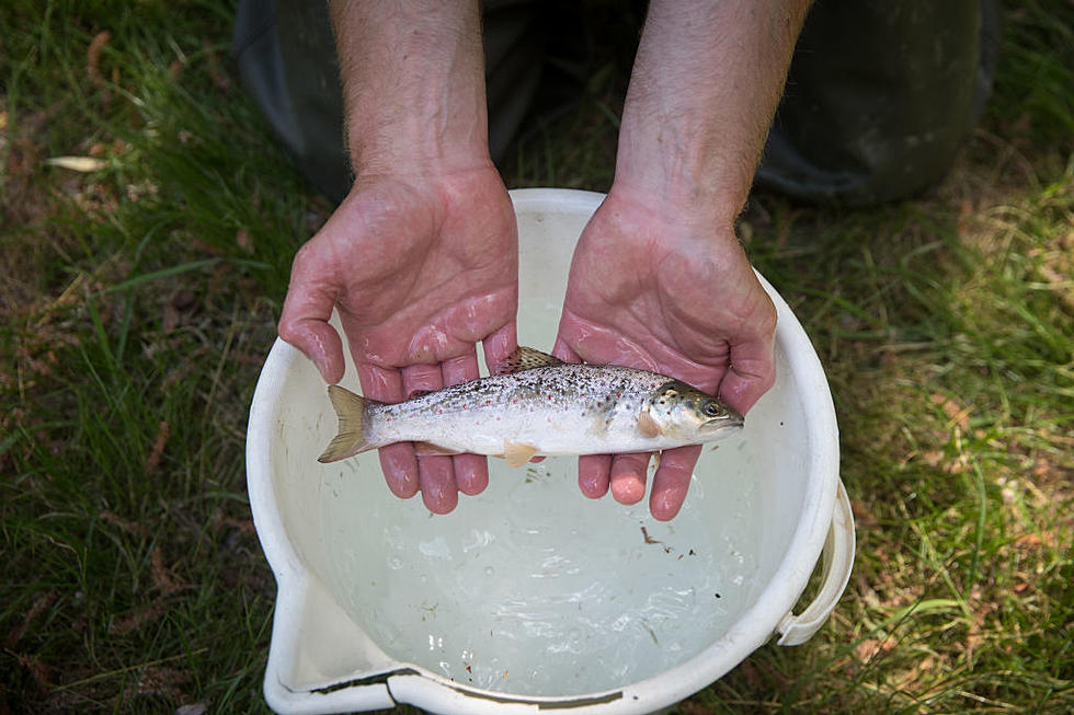 Fish Rained Down on One Texas City to Close Out 2021