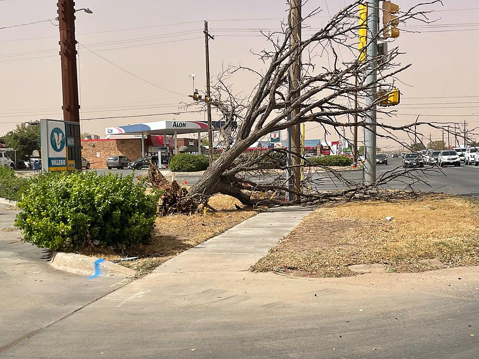 Entire Tree Uprooted at 82nd and University in Lubbock