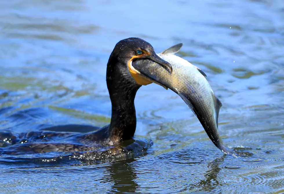 Why Did It Rain Fish in One Texas Town? Bird Vomit, Possibly