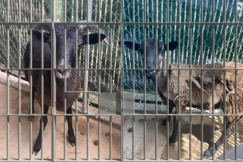 Two Goats Lead Lubbock Animal Service, Police on a Wild Chase