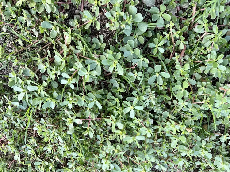 Is This Terrible Weed Taking Over Your Yard in Lubbock?