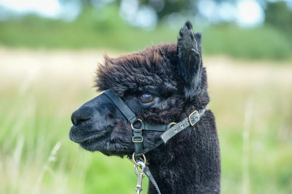 Texas Ranch Lets You Pet, Feed & Hang Out With Alpacas