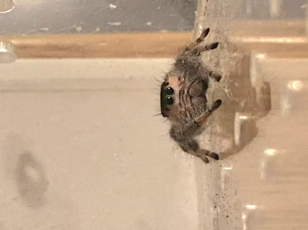 Will Jumping Spiders, a Dog-Like Arachnid, Become a Popular Pet in Texas?