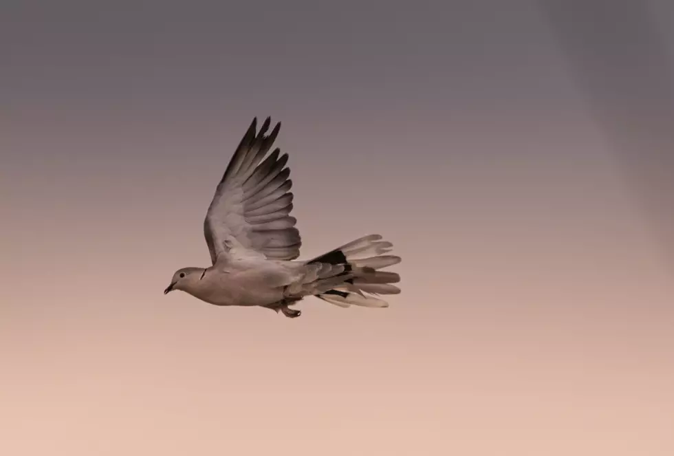 Dove Population Soaring In Texas This Season
