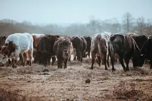 Beef Prices On The Rise In Texas, Here’s Why