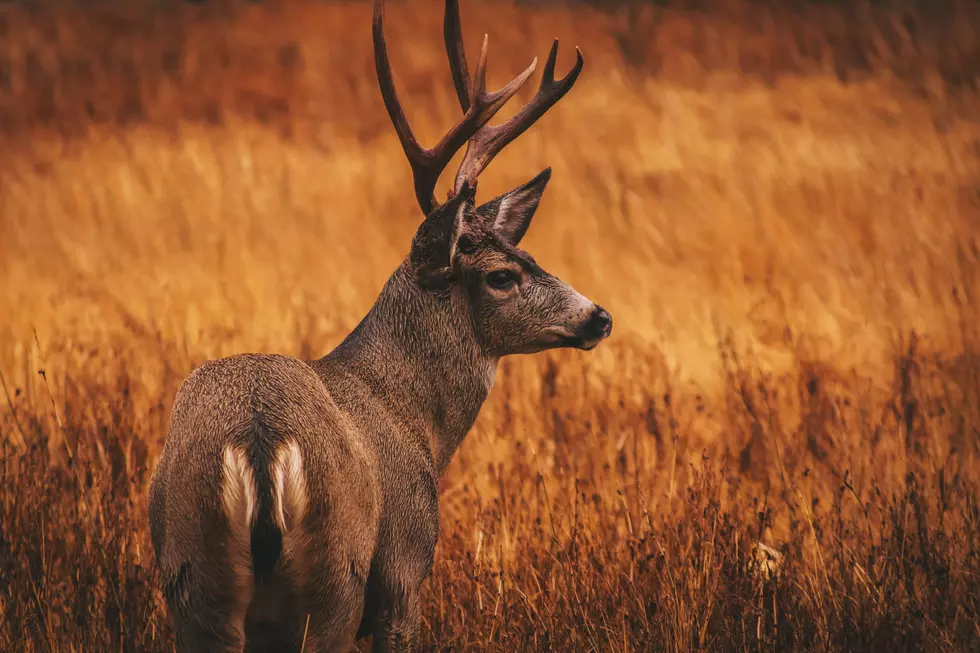 Tips on how to Watch out for Deer This Holiday Season on Roadways