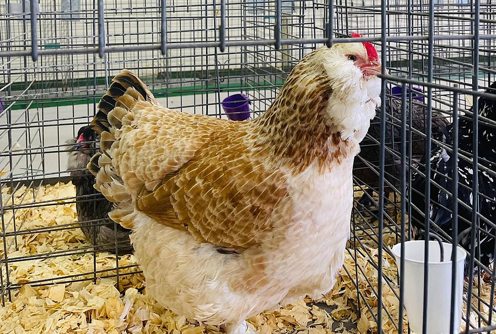 Hey Lubbock! Learn How To Keep Your Own Chickens With Flock Talk
