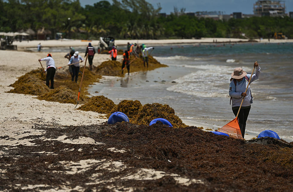 A Massive, Smelly, Blob of Seaweed Is Drifting Towards Texas Beaches