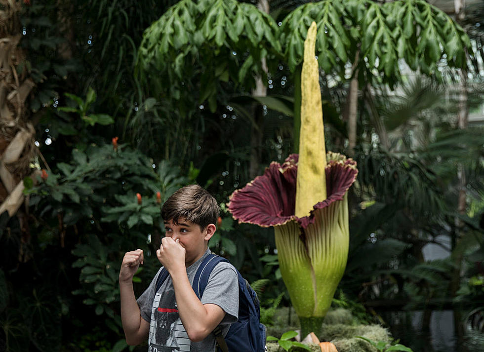 The Rare and Stinky Corpse Flower Has Bloomed at a Texas Museum