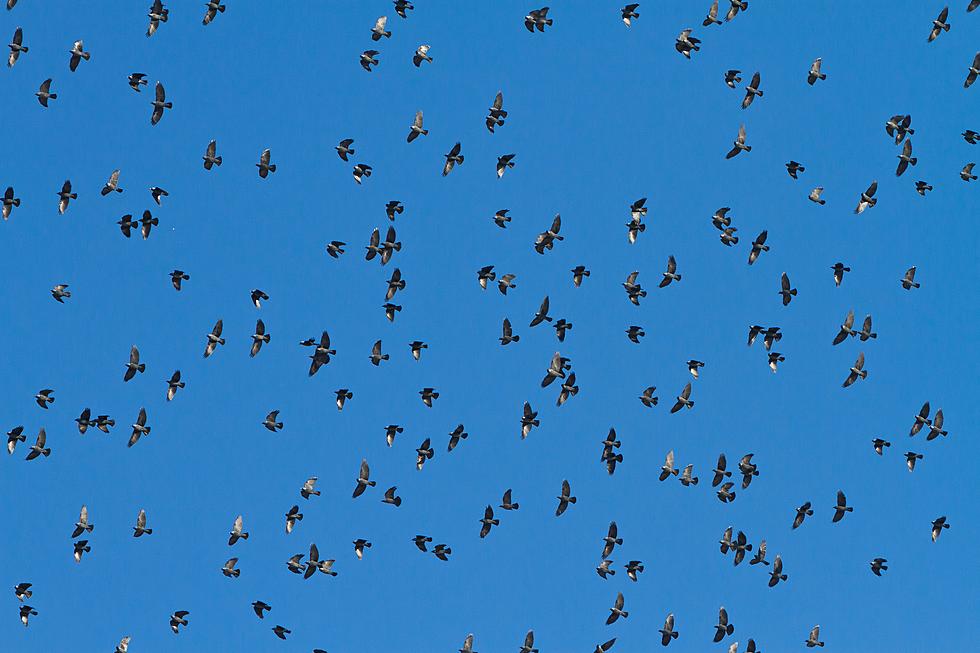 Millions Of Birds Are Migrating Across Texas, And You Can Track Them