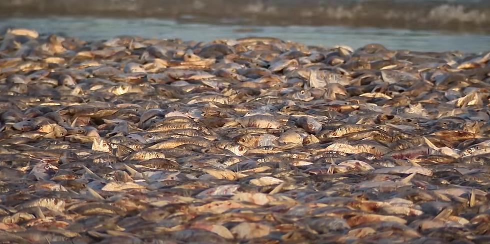 Thousands of Dead Fish Washed Up on Texas Beaches. Here’s Why