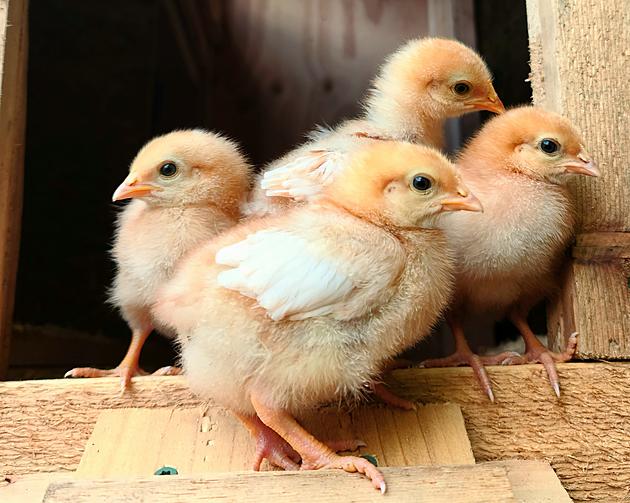 How to Keep Your Flock of Chickens Cool During This Summer Heat