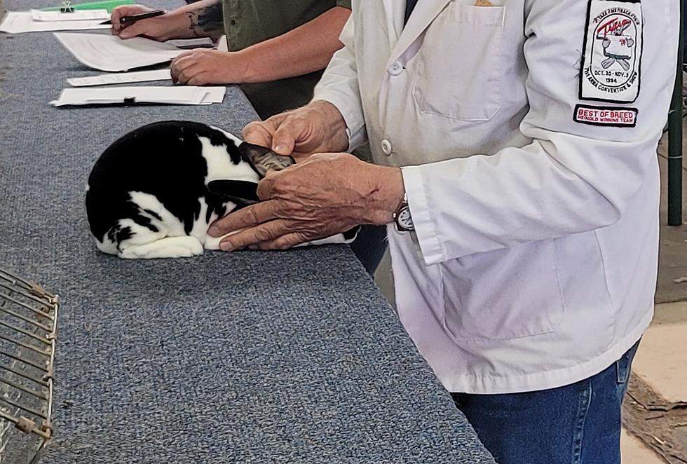 What Does Animal Judging Look Like at the South Plains Fair?