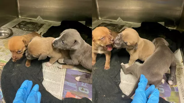 Puppy Emergency! Lubbock Animal Services Needs Your Help