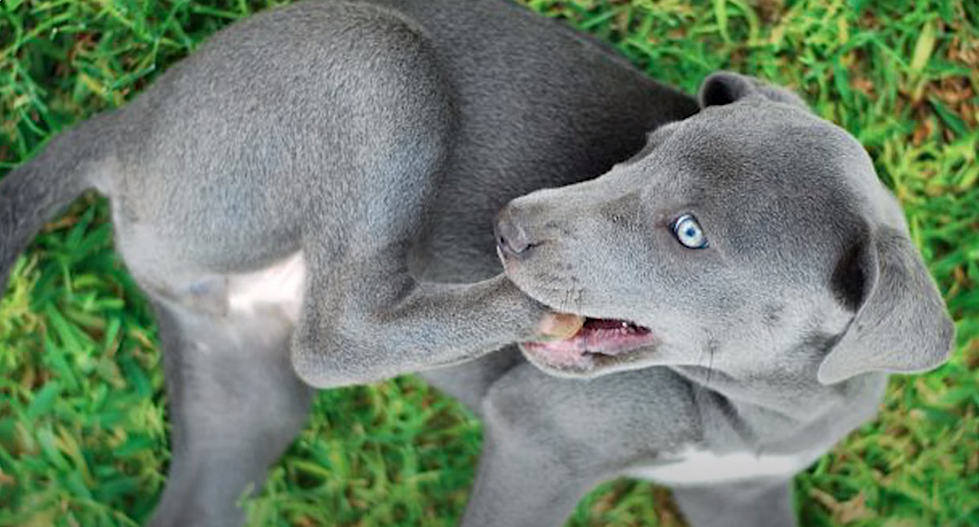 Блю-Лейси порода собак. Блю Лейси щенок. Blue Lacy порода собак.