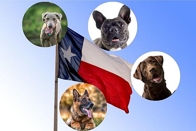 The New Most Popular Dog Breed In Texas May Surprise You
