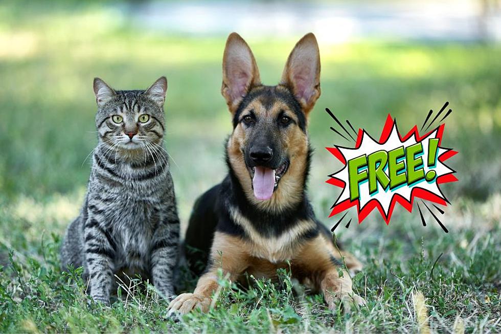 How To Get Your Pet Spayed or Neutered For Free In Lubbock