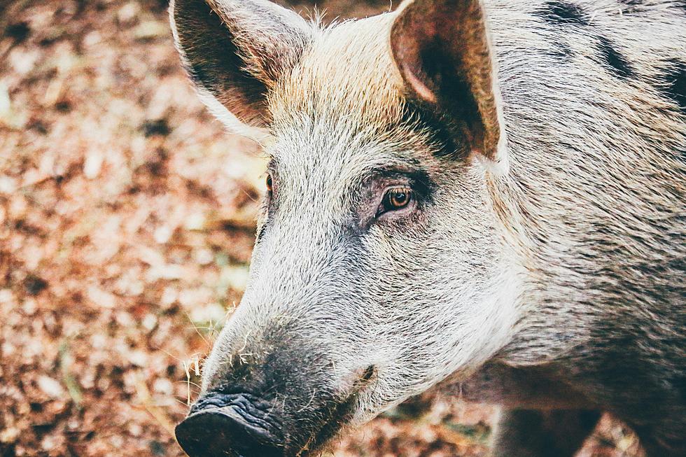 Fighting The Feral Hog Invasion: Texas Agriculture Commissioner’s Bait Solution