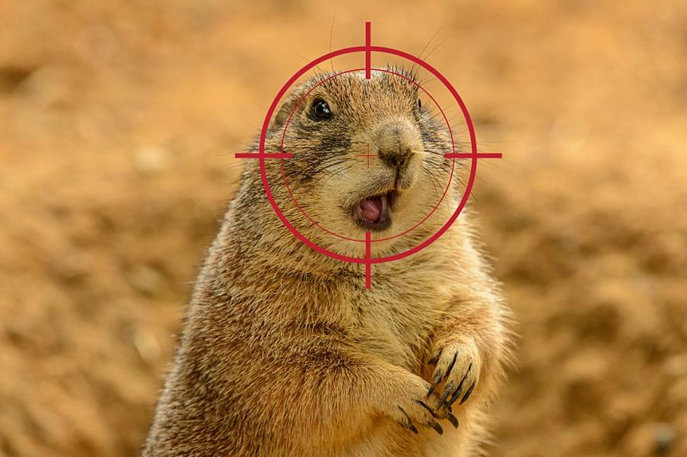 Lubbock Takes Aim at Prairie Dogs With Plans To Eradicate Some 