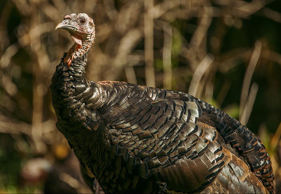 Exploring Texas’ Wild Side: The Resurgence Of Wild Turkeys