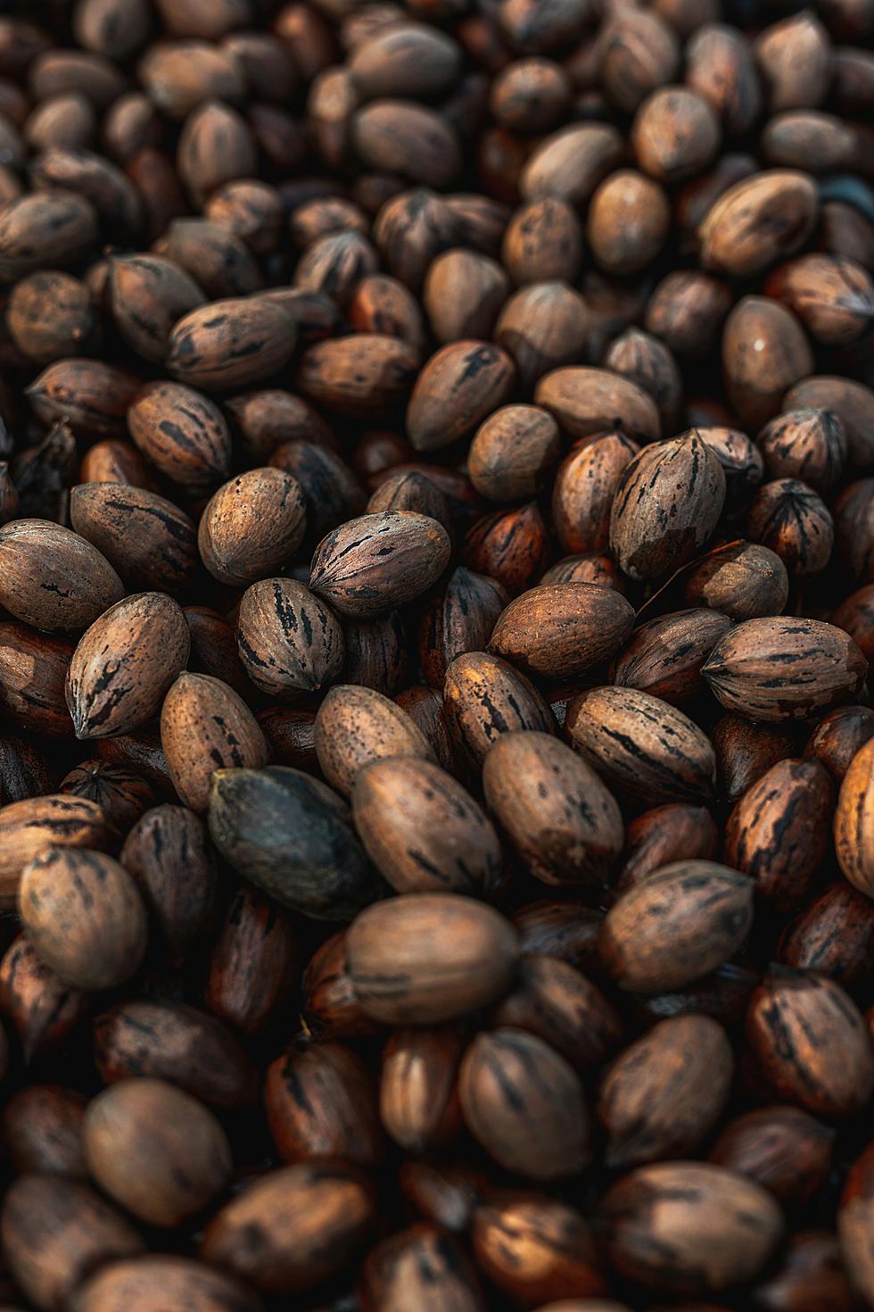 Pecan Trees In Texas: Nature's Subtle Season Indicator Explained