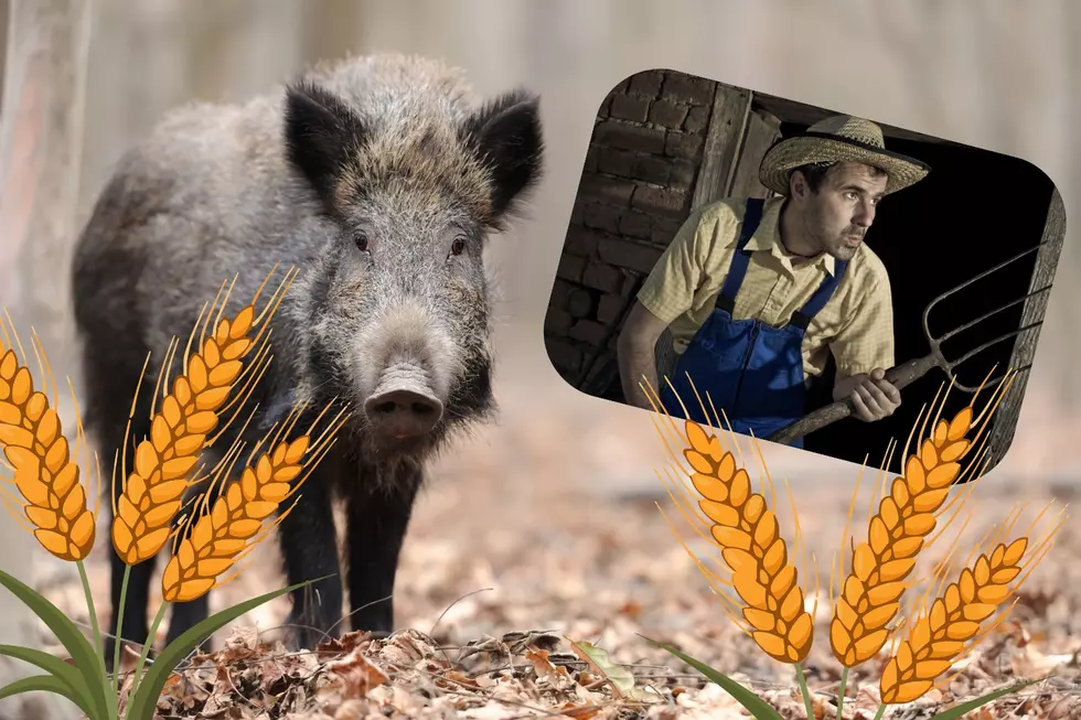 Wild Boars in Texas: How Bad Can They Be?