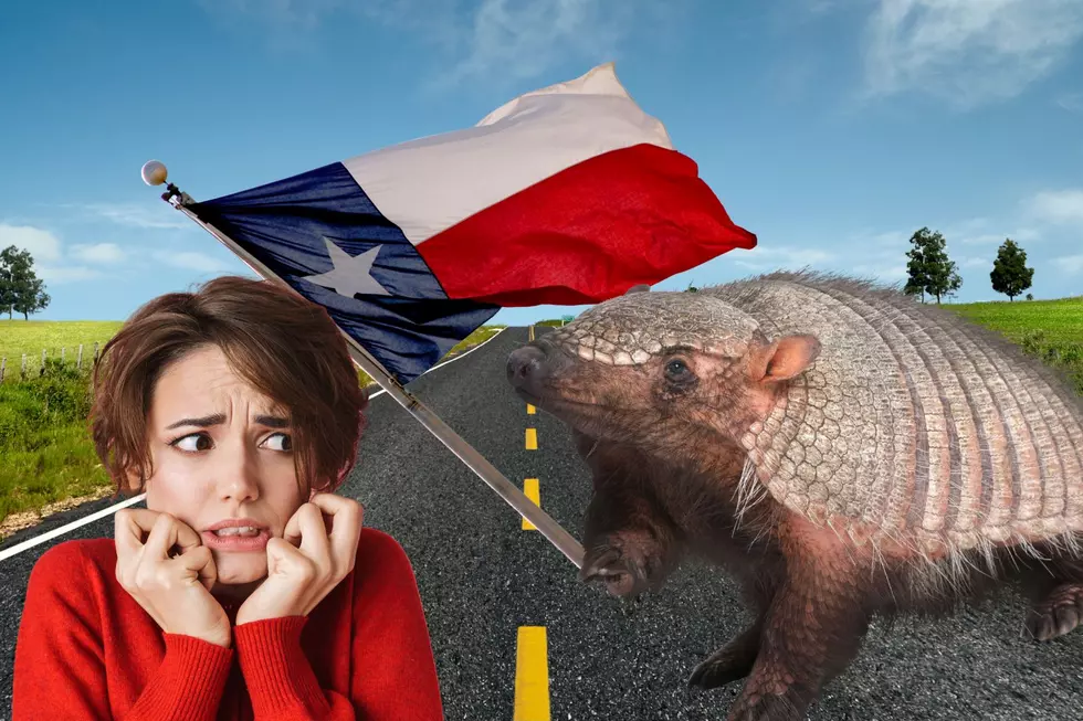Armadillos In Texas: The Truth You should Know