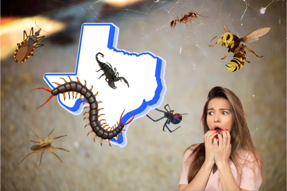 These Are The Most Dangerous and Deadly Bugs In Texas