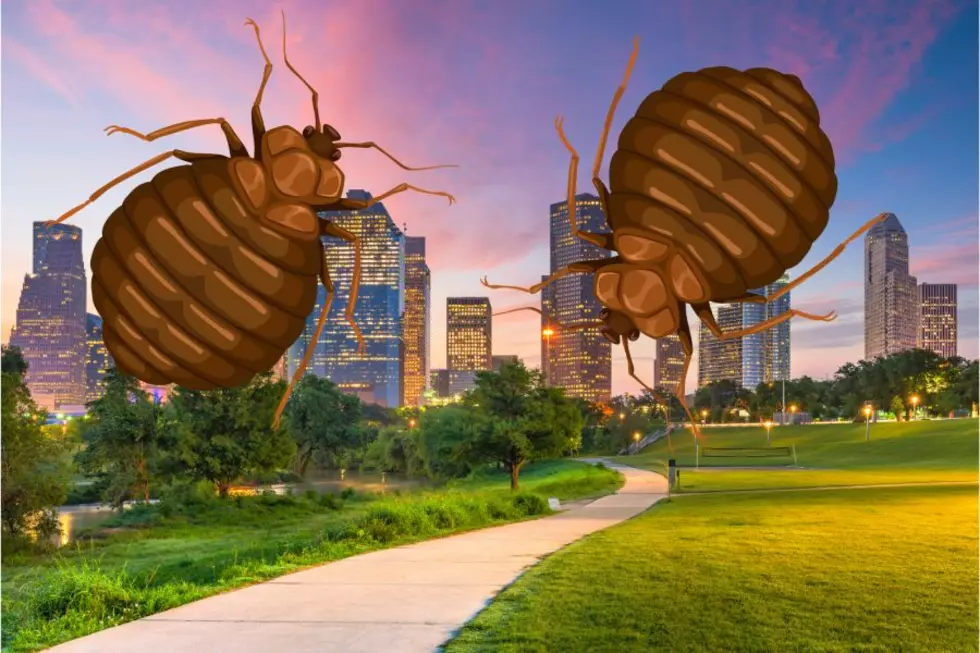 Infested: This Texas City Is Crawling With Bed Bugs
