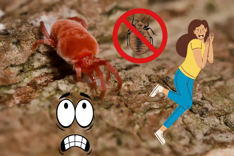Texas Chigger: Facts About the Mite Menace
