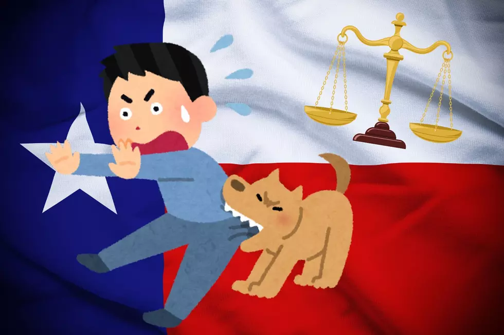 Texas Laws: What Happens When a Dog Bites Me?