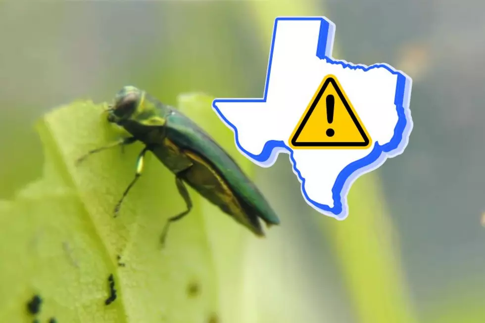 This Killer, Invasive Beetle Is Spreading Across Texas