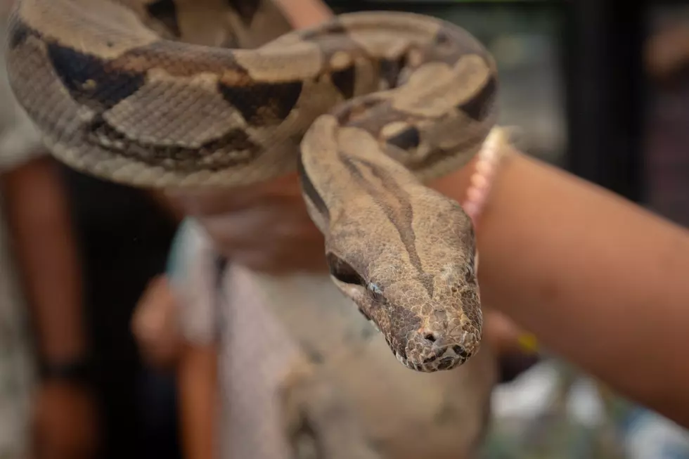 Pet Fiesta Draws Animal Lovers From Across Country To Bangalore