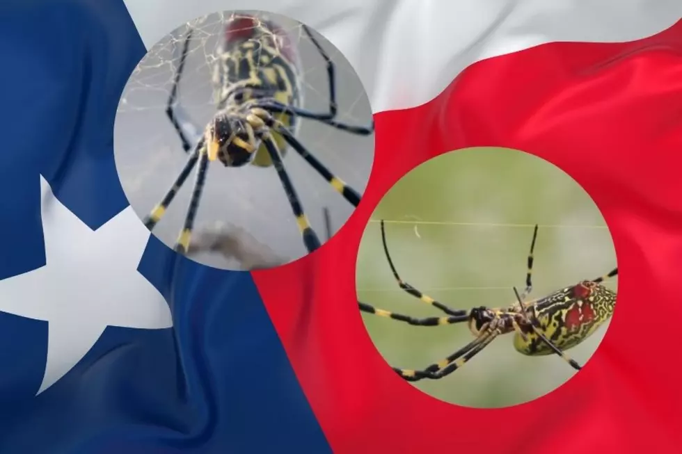Will Texas Be Invaded By Giant Venomous Flying Spiders?