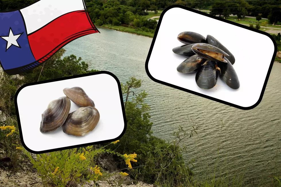 This Texas Seafood Favorite is Now Endangered