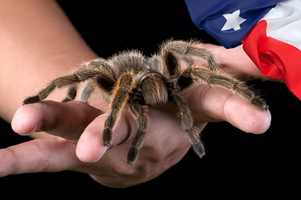Texans Prepare: It’s Tarantula Mating Season