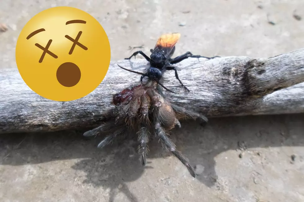 Giant Wasps In Texas: The Tarantula&#8217;s Arch-Nemesis