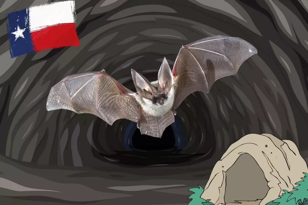 World's Largest Bat Colony Happens To Be In Texas