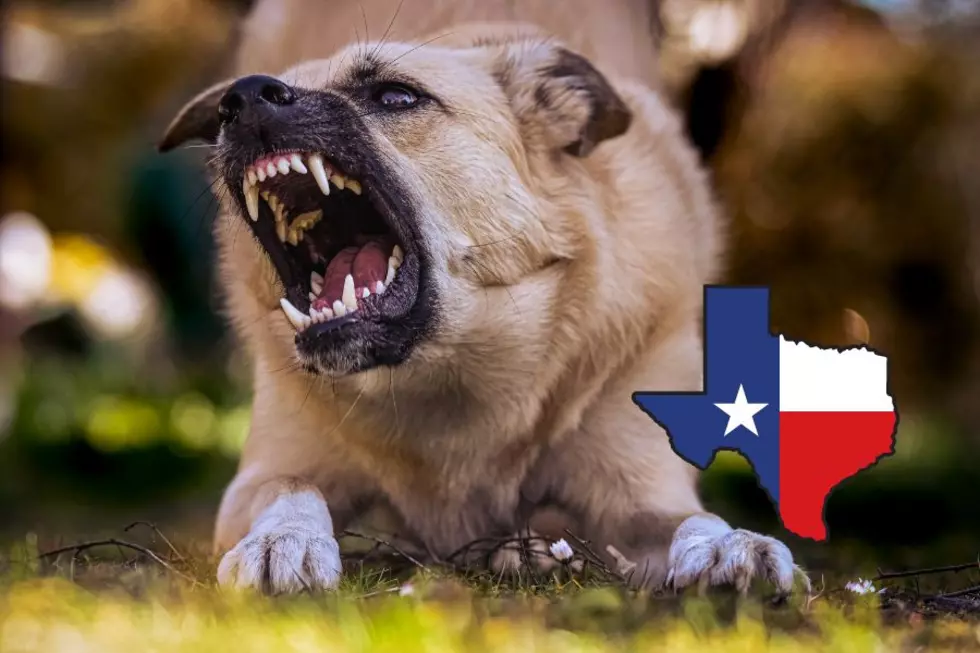 Texas Is The 2nd Worst State For Dog Attacks In The Nation
