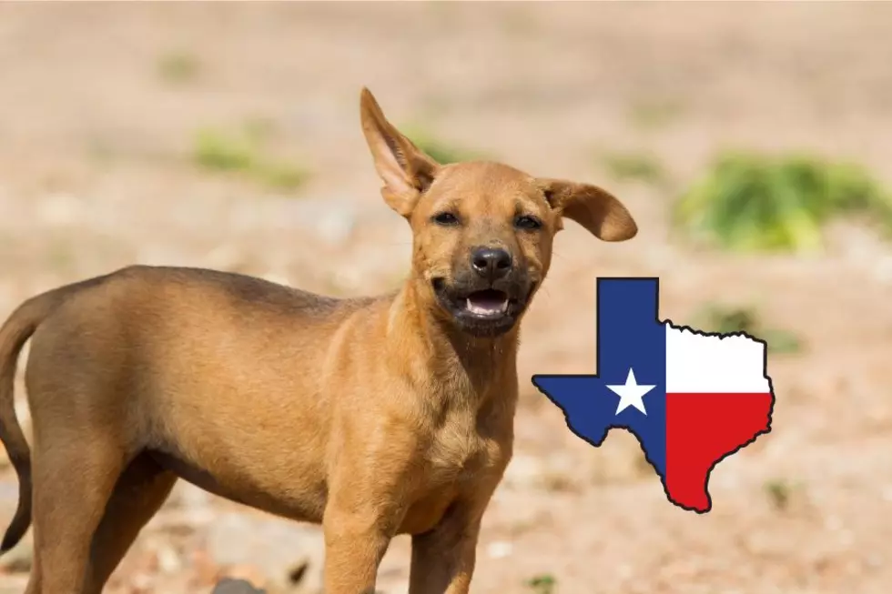 When Does A Stray Dog You Found Become Legally Yours In Texas?