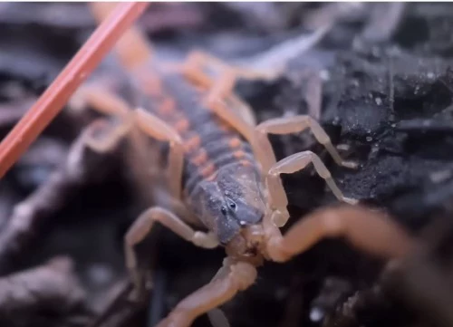 Beware: Texas Scorpion Season Is Here! Protect Yourself Now