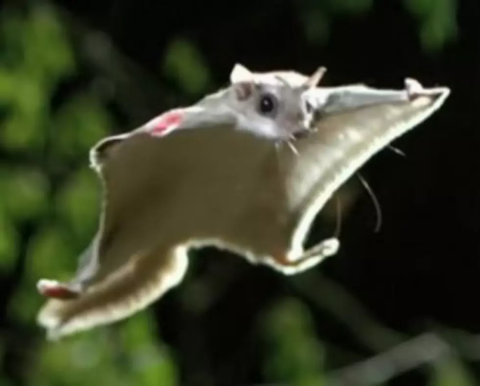 Nat Geo WILD