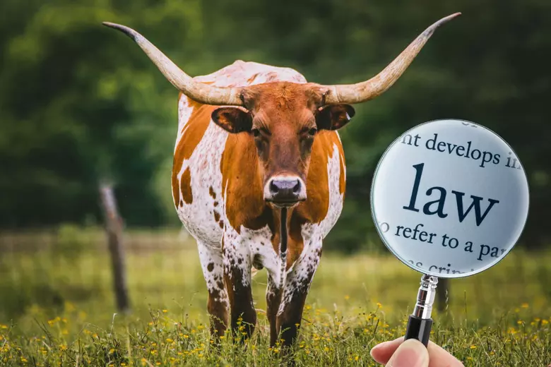 What Happens If You Hit a Cow With Your Car: Legal & Safety Guide