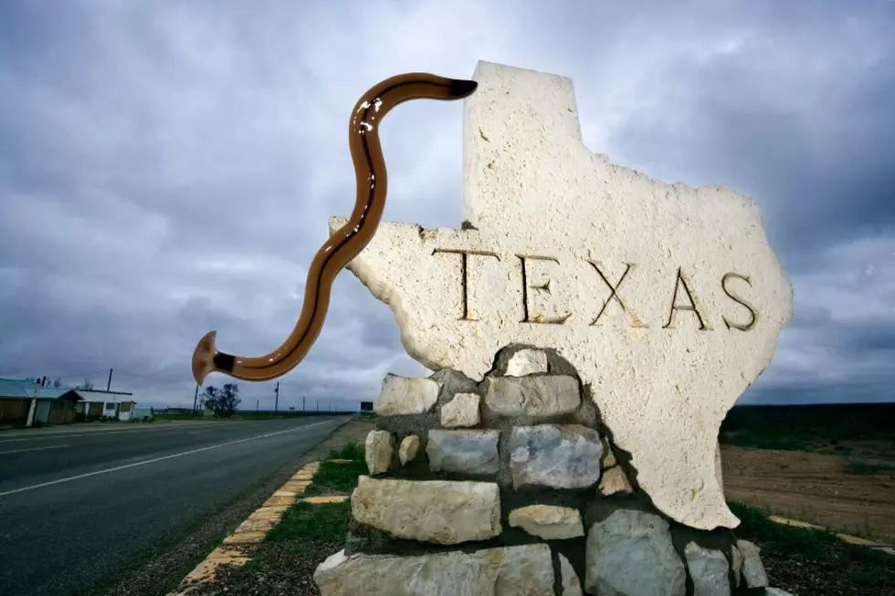 Invasive and Toxic Hammerhead Flatworms Have Been Found Again in Texas