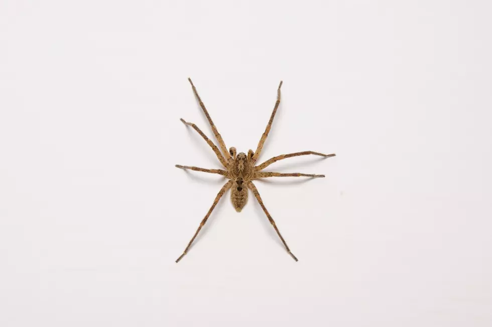 Brown Recluse Spider isolated on white background