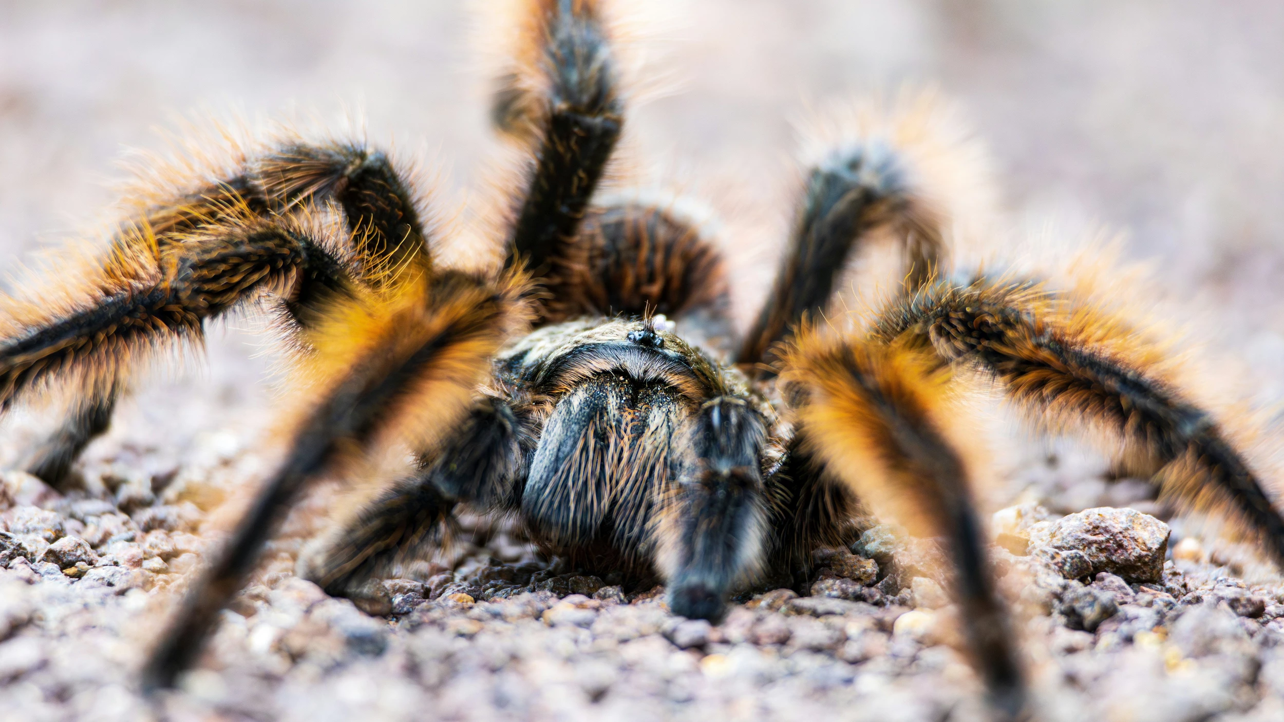 Hordes of Tarantulas Set To Invade Texas Soon