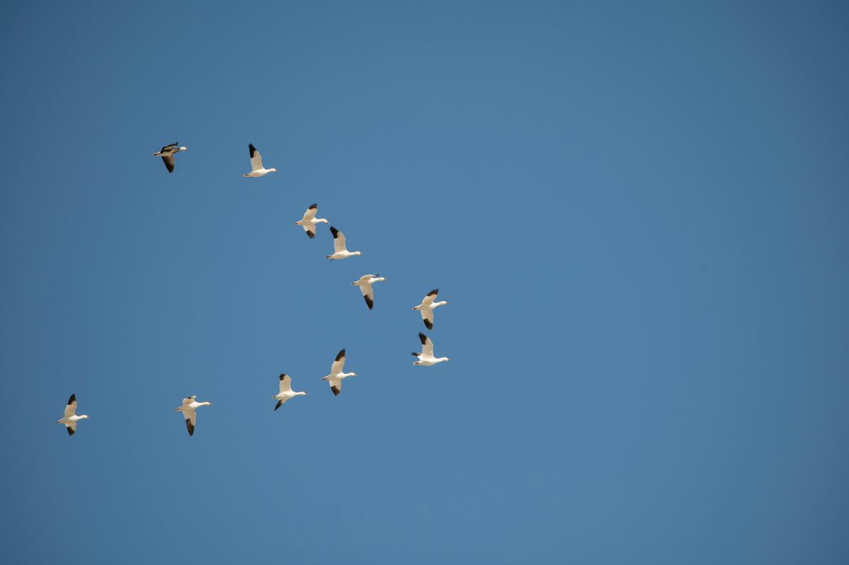 Texas Just Shattered Its Bird Migration Record