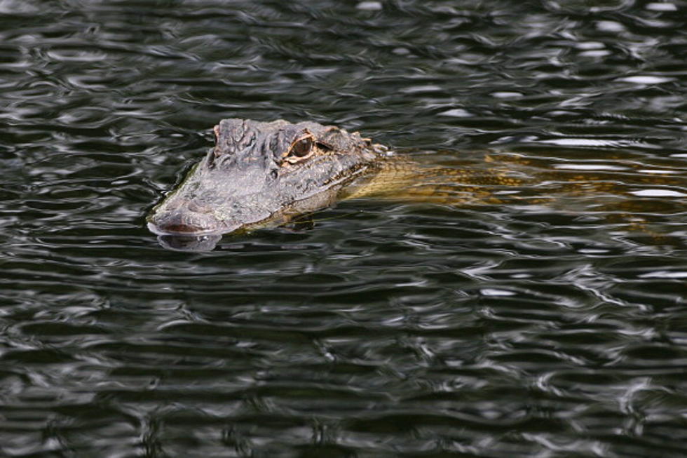 Golfer Attacked by Alligator, Lives to Tell About It