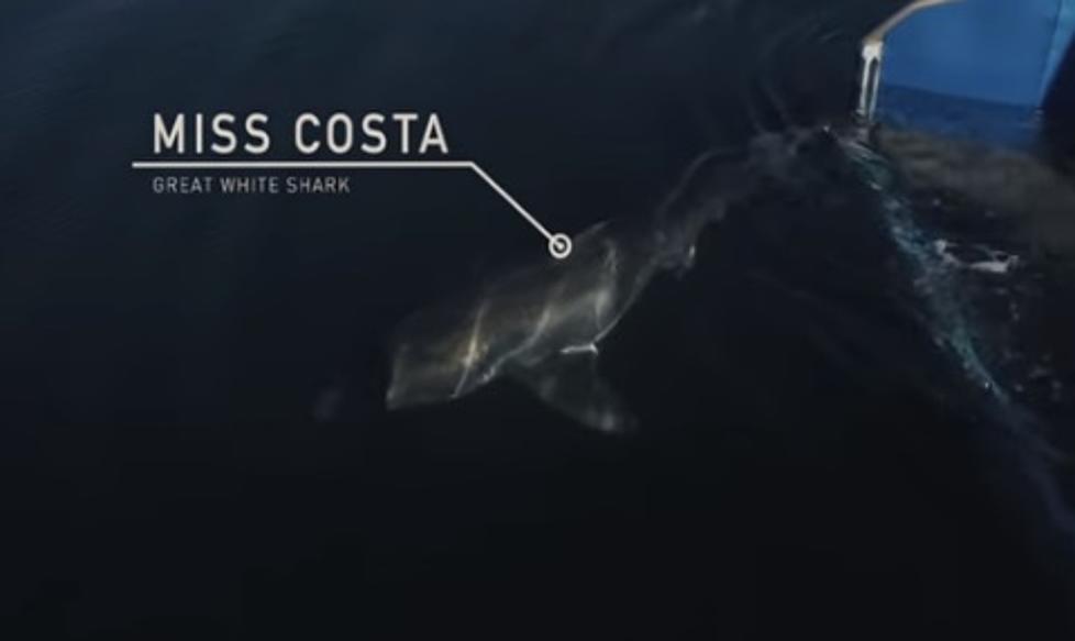 Meet Miss Costa, Talk 1340’s Shark of the Summer