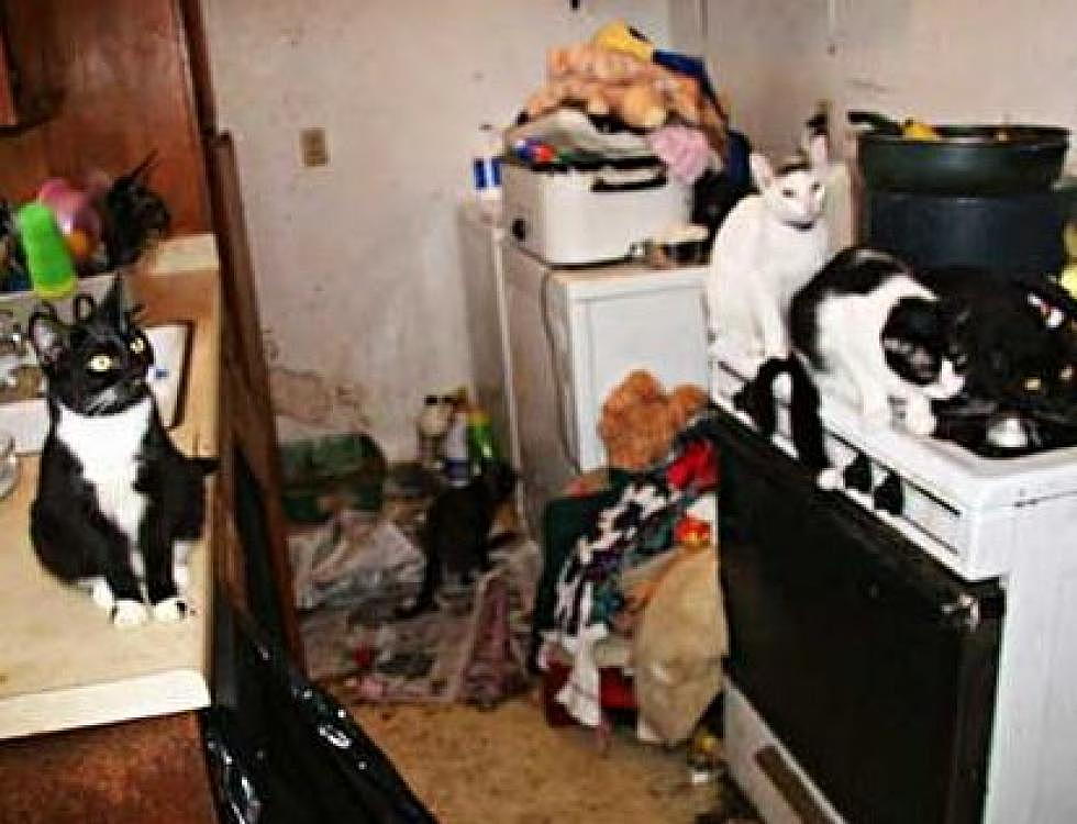 110 Cats and Seven Humans Found in 900-Square-Foot Residence [VIDEO]